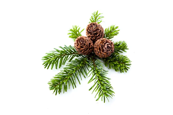 çam kozalakları dallar