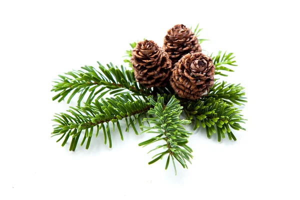 çam kozalakları dallar