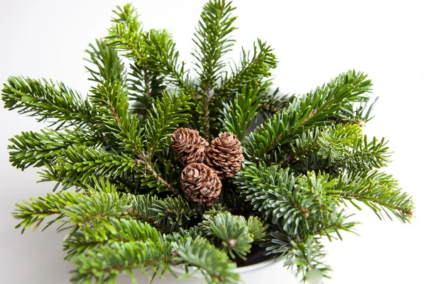 çam kozalakları dallar