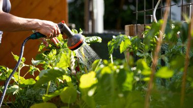 Urban gardening: Watering fresh vegetables and herbs on fruitful soil in the own garden, raised bed.