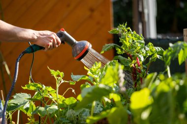 Urban gardening: Watering fresh vegetables and herbs on fruitful soil in the own garden, raised bed.