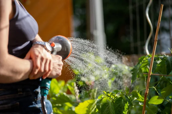 Jardinería Urbana Mujer Alternativa Regando Verduras Frescas Hierbas Suelo Fructífero — Foto de Stock