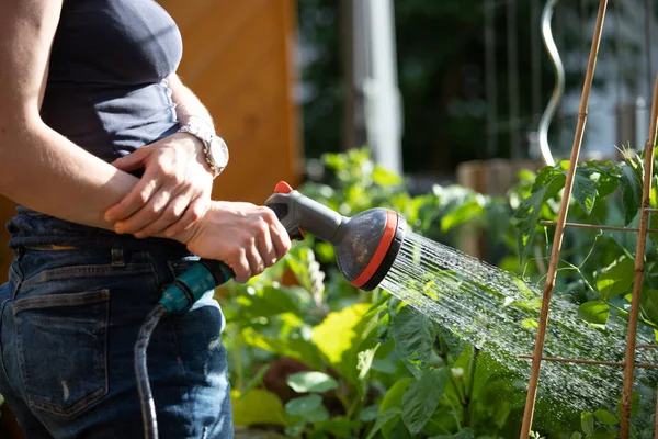 Urban Gardening Alternative Woman Watering Fresh Vegetables Herbs Fruitful Soil — Stok Foto