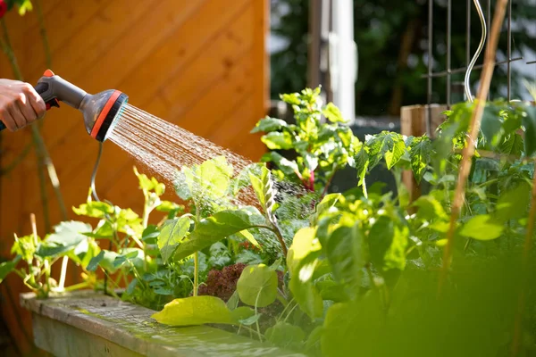 Urban Gardening Watering Fresh Vegetables Herbs Fruitful Soil Own Garden — Stok Foto