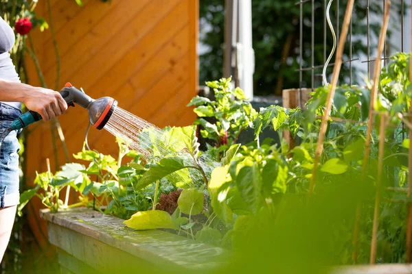Urban Gardening Watering Fresh Vegetables Herbs Fruitful Soil Own Garden — Stok Foto