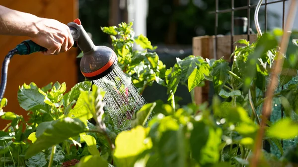 Kebun Kota Mengairi Sayuran Segar Dan Tanaman Herbal Tanah Subur — Stok Foto