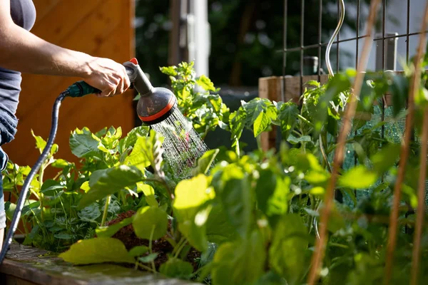 Kebun Kota Mengairi Sayuran Segar Dan Tanaman Herbal Tanah Subur — Stok Foto