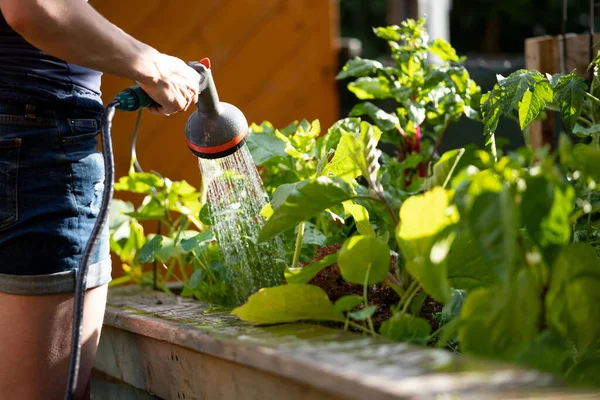 Urban Gardening Alternative Woman Watering Fresh Vegetables Herbs Fruitful Soil — Stok Foto