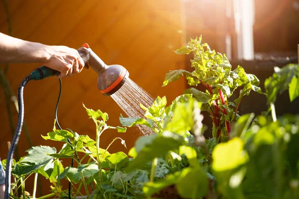 Urban Gardening Watering Fresh Vegetables Herbs Fruitful Soil Own Garden — Stok Foto