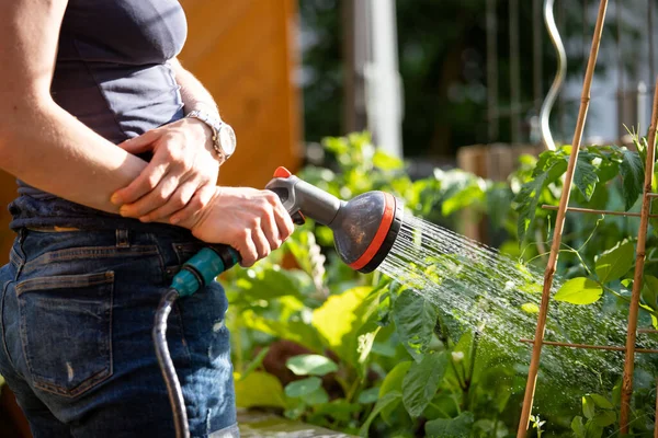 Міське Садівництво Альтернативна Жінка Поливає Свіжі Овочі Трави Плодових Ґрунтах Стокове Зображення