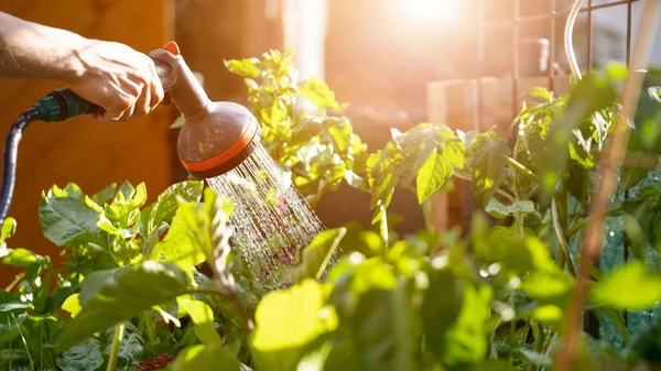 Stedelijk Tuinieren Verse Groenten Kruiden Water Geven Vruchtbare Grond Eigen Stockfoto