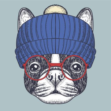 Fransız bulldog şirketiniz için kırmızı gözlük ve bere takıyor.