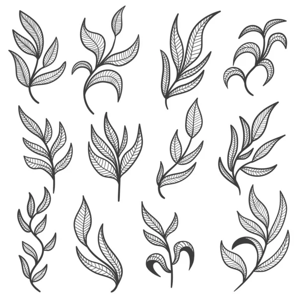 Floral Leaf Hand Drawn Elements Set Vector Illustration — ストックベクタ