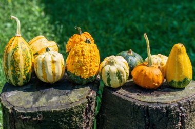 Dekoratif su kabakları ya da balkabakları güneş ışığında ahşap bir masada.