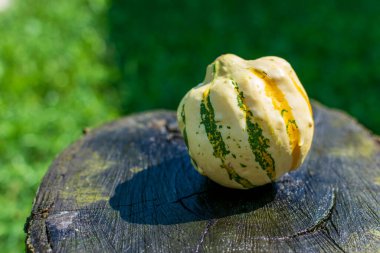Yeşil ve sarı çizgili kabak ya da balkabağı doğadaki ahşap bir masada.