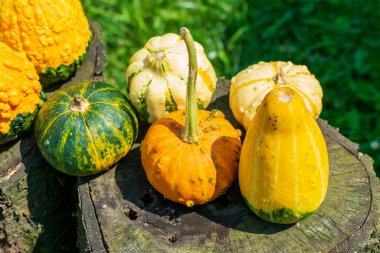Dekoratif su kabakları ya da balkabakları güneş ışığında ahşap bir masada.