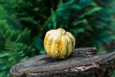 Yeşil ve sarı çizgili kabak ya da balkabağı doğadaki ahşap bir masada.