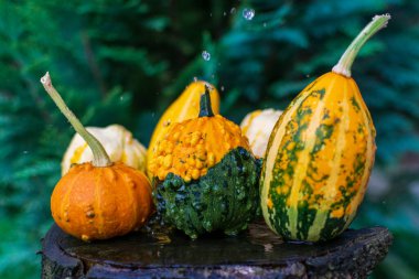Doğadaki ahşap bir masada dekoratif kabak ya da balkabağı.
