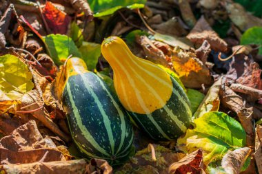 Sonbaharın renkli yaprakları arasındaki uzun çizgili kabak ya da kabak gün batımında aydınlanır.