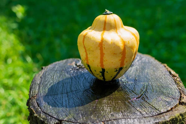 Gulgurka Eller Pumpa Med Ränder Ett Träbord Naturen — Stockfoto