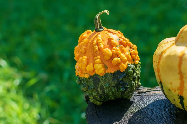 Warty Goblin Hybridpumpa Ett Träbord Naturen — Stockfoto