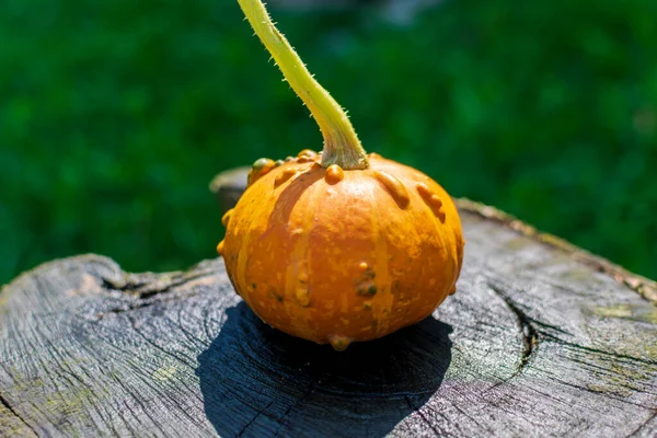 Pompoen Zombie Hybride Een Houten Tafel Natuur — Stockfoto