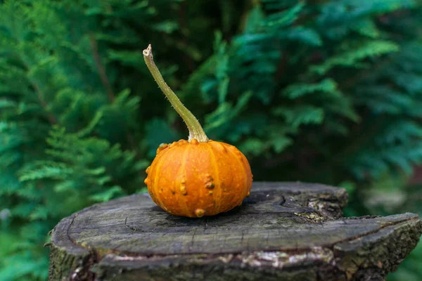 Pompoen Zombie Hybride Een Houten Tafel Natuur — Stockfoto