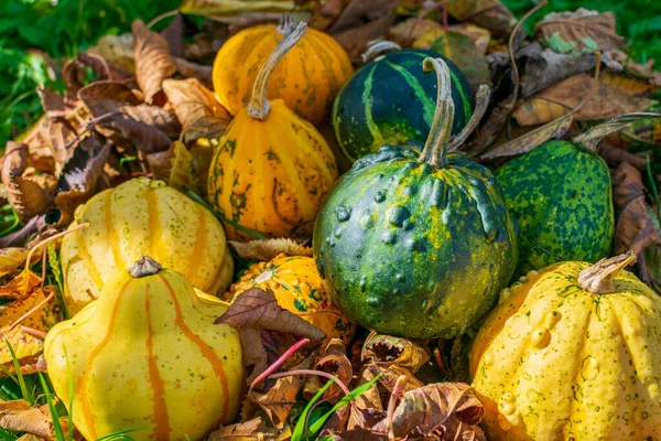 Gröna Och Gula Kalebasser Eller Pumpor Täckta Höstens Färgade Blad — Stockfoto