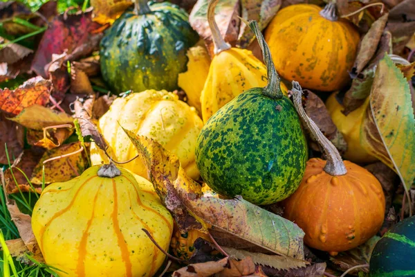 Zucche Zucche Verdi Gialle Ricoperte Foglie Colorate Autunno — Foto Stock