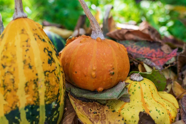 南瓜Zombie杂交种被秋天的彩色树叶包围着 — 图库照片