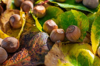 Sonbahar Renkleri Arasındaki Fındıklar Ormanda Yapraklar
