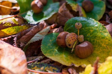 Sonbahar Renkleri Arasındaki Fındıklar Ormanda Yapraklar