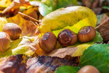 Sonbahar Renkleri Arasındaki Fındıklar Ormanda Yapraklar