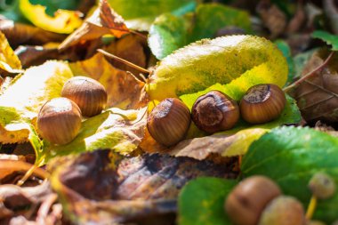 Sonbahar Renkleri Arasındaki Fındıklar Ormanda Yapraklar