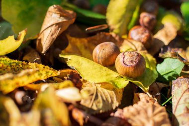 Sonbahar Renkleri Arasındaki Fındıklar Ormanda Yapraklar