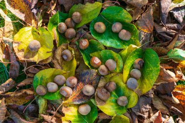 Sonbahar Renkleri Arasındaki Fındıklar Ormanda Yapraklar