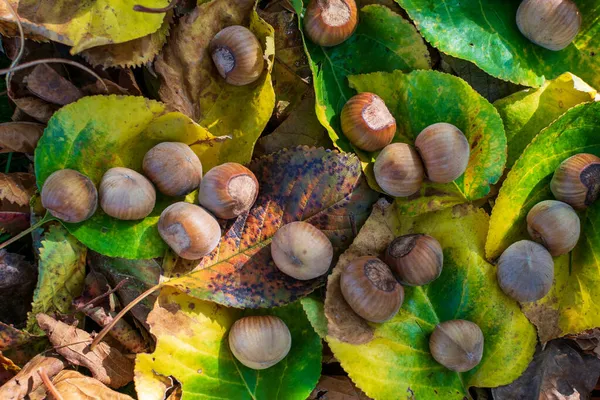 森の中の紅葉の中のヘーゼルナッツ — ストック写真