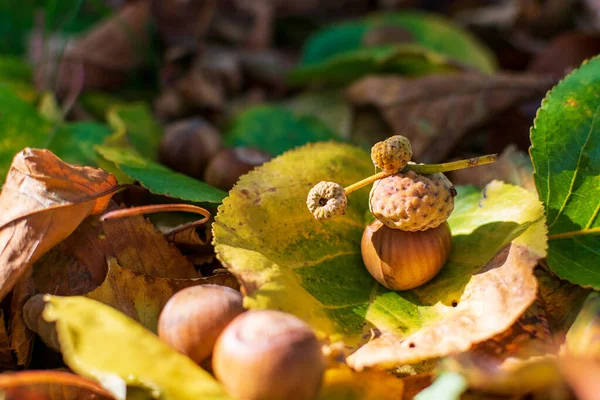 Nocciole Tra Foglie Colorate Caduta Nella Foresta — Foto Stock