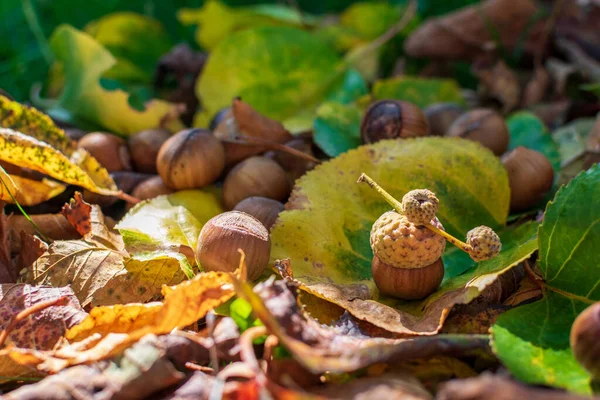 Nocciole Tra Foglie Colorate Caduta Nella Foresta — Foto Stock