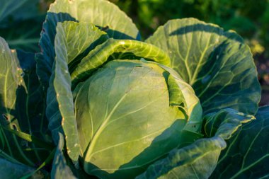 Tarladan taze lahana. Gün batımında aydınlandı.