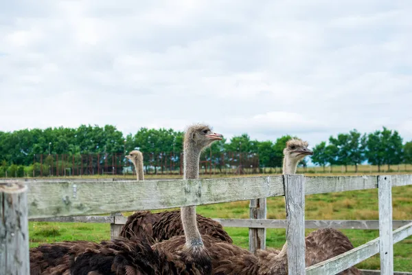 Group Common Ostriches Farm — Stock Photo, Image
