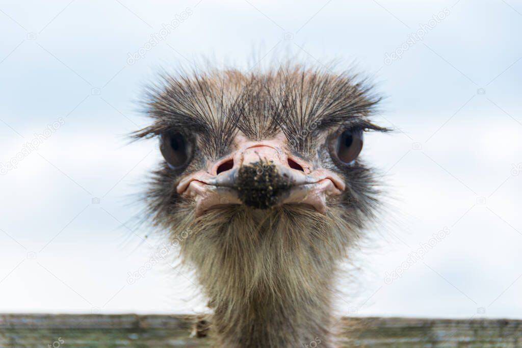 Angry Ostrich Close-up portrait, Close up ostrich head