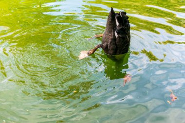 Gölde batık siyah kuğu, sonbahar manzarası