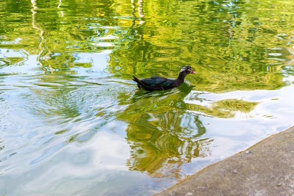 Zwarte Eend Het Meer Zoek Naar Voedsel Herfst Landschap — Stockfoto