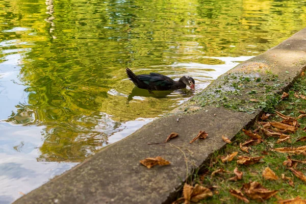 Zwarte Eend Het Meer Zoek Naar Voedsel Herfst Landschap — Stockfoto