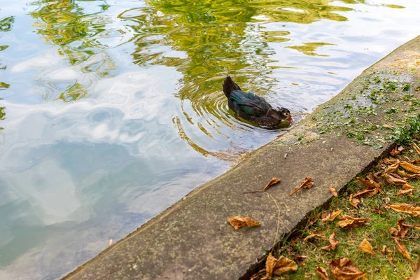 Zwarte Eend Het Meer Zoek Naar Voedsel Herfst Landschap — Stockfoto