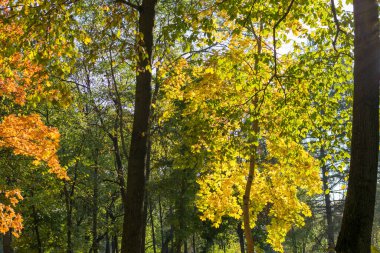 Romanya 'nın Miclauseni Şatosu' ndan sonbahar orman manzarası