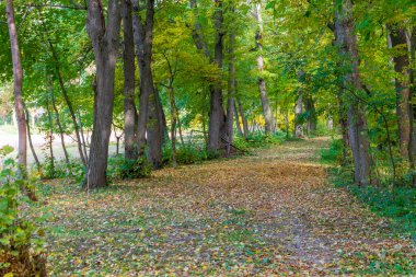 Romanya 'nın Miclauseni Şatosu' ndan sonbahar orman yolu
