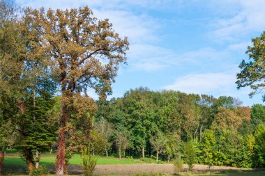 Renkli sonbahar ağaçları, Miclauseni Şatosu, Romanya
