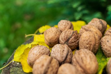Sonbahar yaprakları arasındaki doğal cevizler günbatımı ışığında aydınlanır..